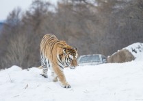 巨野白山虎 巨野青龙山旅游度假区有什么景点